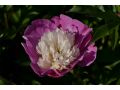 Paeonia lactiflora 