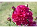 Paeonia lactiflora 