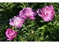 Paeonia lactiflora 