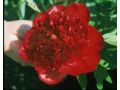 Paeonia lactiflora 