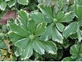 Pachysandra terminalis 