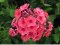 Phlox paniculata 