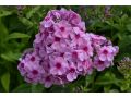 Phlox paniculata 
