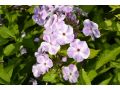 Phlox paniculata 