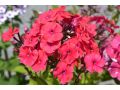 Phlox paniculata 