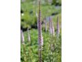 Veronicastrum virginicum 