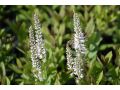 Veronicastrum virginicum 