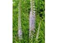 Veronicastrum virginicum 