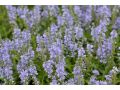 Veronica officinalis 