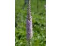 Veronica ( Pseudolysimachion ) spicata 