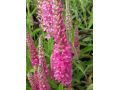 Veronica ( Pseudolysimachion ) spicata 