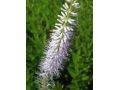 Veronicastrum virginicum 