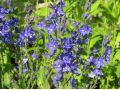 Veronica teucrium 