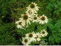 Echinacea 