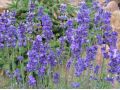 Lavandula angustifolia 