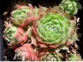 Sempervivum 