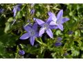 Campanula poscharskyana 