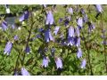 Campanula 