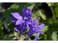 Campanula glomerata 