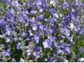Campanula persicifolia 