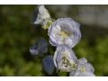 Campanula persicifolia 