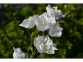 Campanula persicifolia 