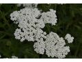 Achillea millefolium 