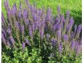 Salvia nemorosa 
