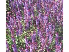 Salvia nemorosa 