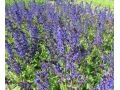 Salvia nemorosa 