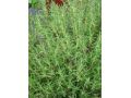 Thymus vulgaris 