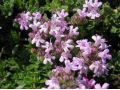Thymus praecox 