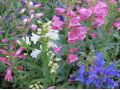 Penstemon barbatus Praecox 