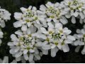 Iberis sempervirens 