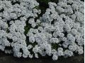 Iberis sempervirens 
