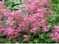 Filipendula palmata 
