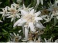 Leontopodium alpinum 