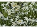Leontopodium alpinum - protěž alpská
