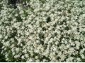 Leontopodium alpinum 