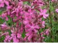 Lychnis viscaria - smolnička