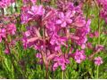 Lychnis viscaria 