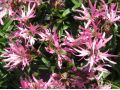 Lychnis flos - cuculi 
