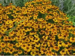 Helenium x hybridum 