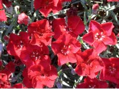 Dianthus 