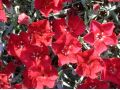 Dianthus 