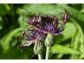 Centaurea montana 
