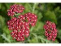 Achillea millefolium 