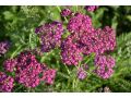 Achillea millefolium 