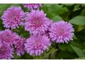 Chrysanthemum ( Dendranthema ) x indicum 