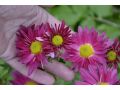Chrysanthemum ( Dendranthema ) x indicum 